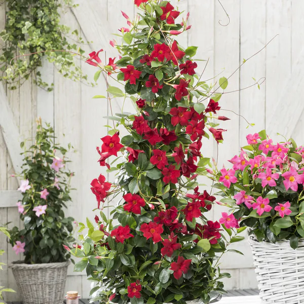 Hovedbilde Dipladenia, Ynde. Rød. 1 plante i 10,5 cm potte.