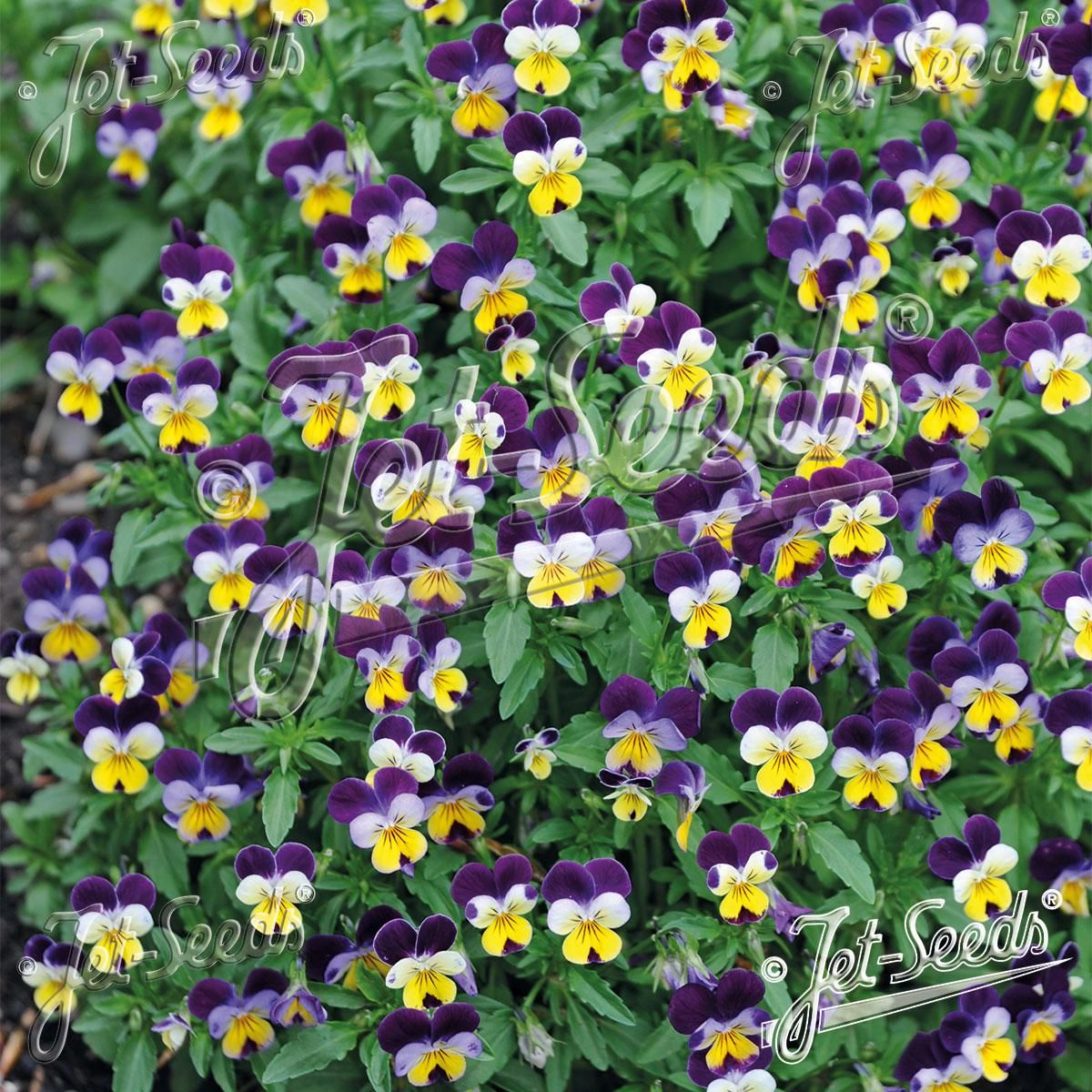 Viola cornuta Helen Mount. Hornfiol.  - Frø -