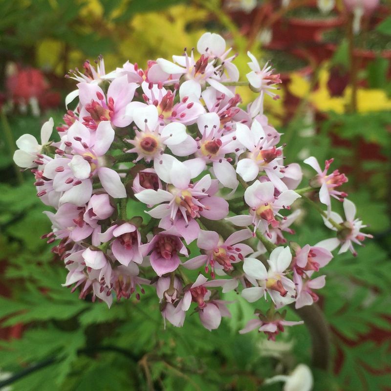 Darmera peltata - Skjoldsildre - 1 rot
