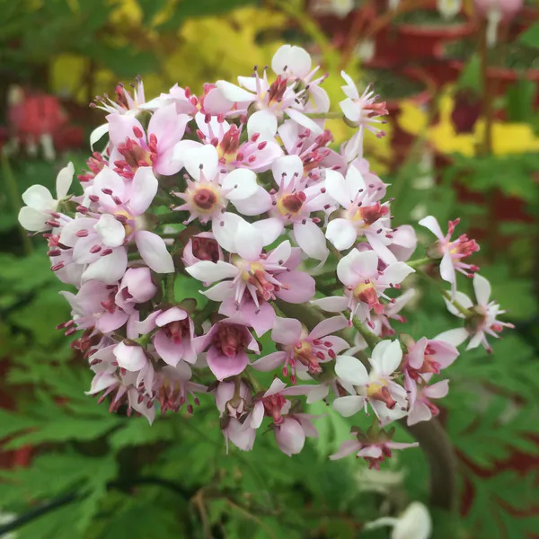Hovedbilde Darmera peltata - Skjoldsildre - 1 rot