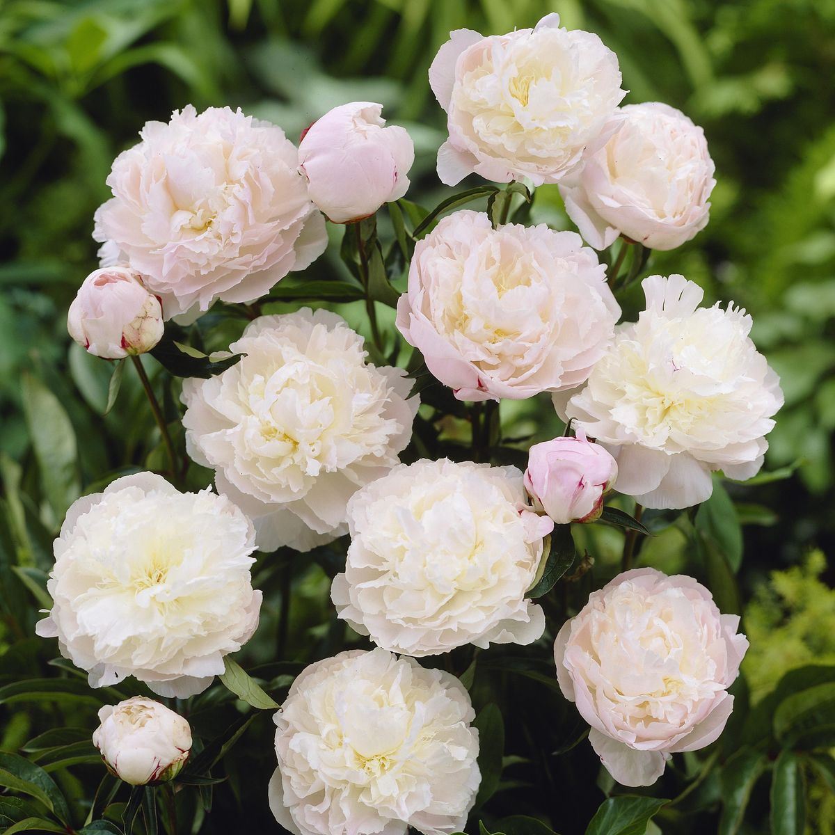 Paeonia lactiflora double Shirley Temple. Silkepeon  1 rot