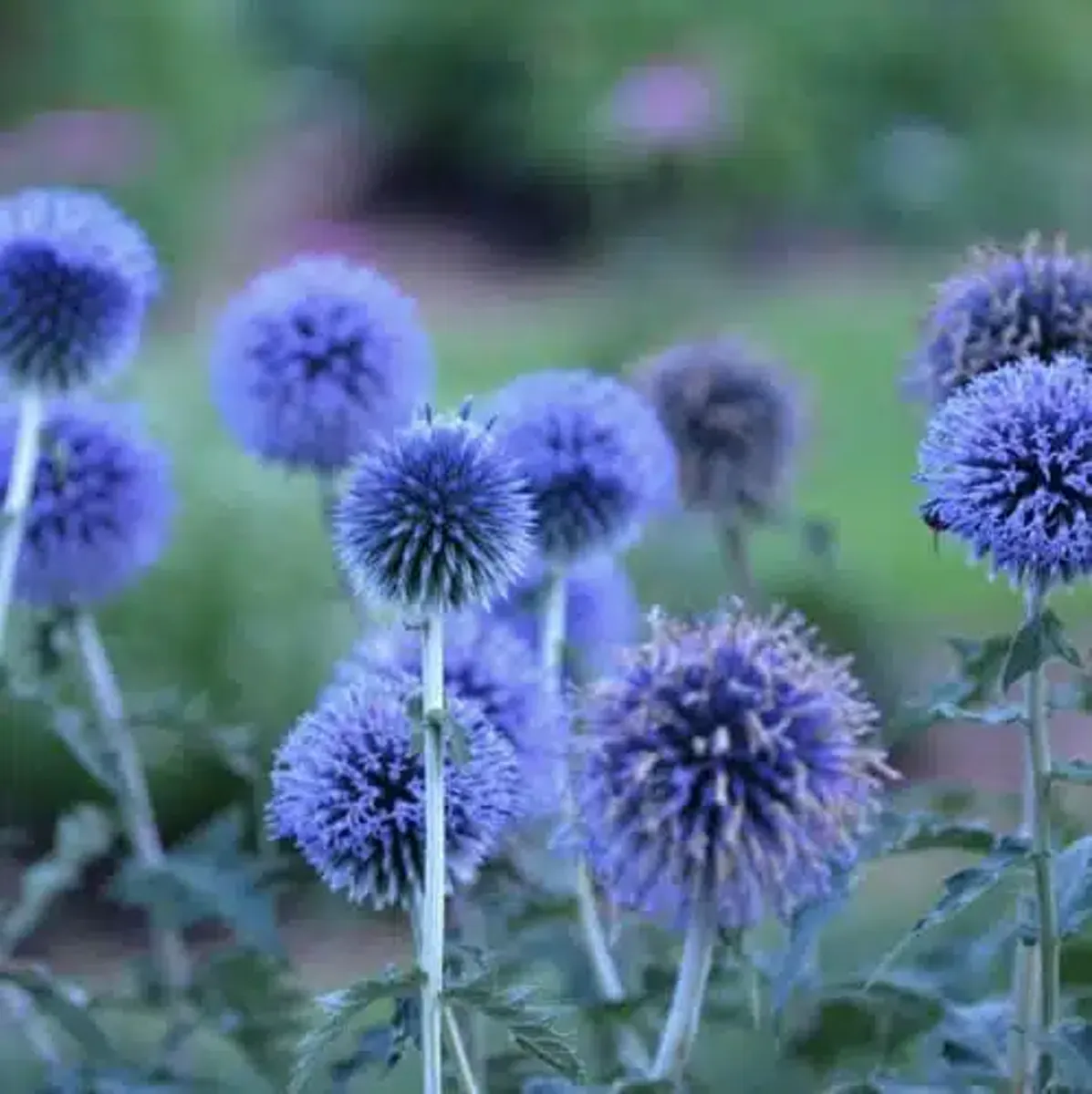 Echinops ritro. Kuletistel  3 røtter