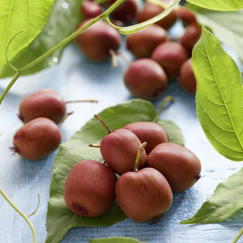Actinidia arguta Kens Red. Rød mini-kiwi - 1 plante i 9 cm potte