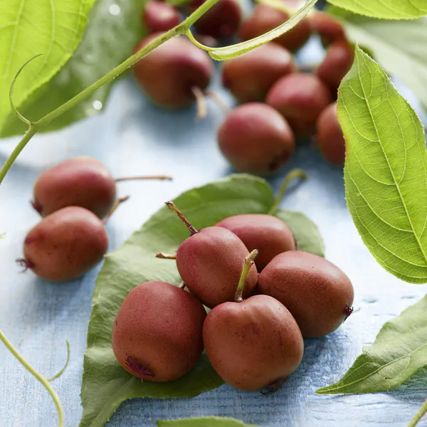Hovedbilde Actinidia arguta Kens Red. Rød mini-kiwi - 1 ...