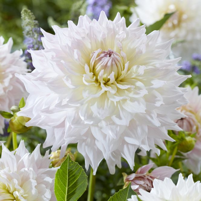Hovedbilde Dahlia KAs Cloud - 1 knoll