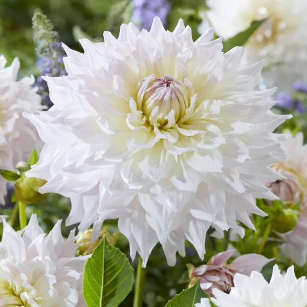 Hovedbilde Dahlia KAs Cloud - 1 knoll