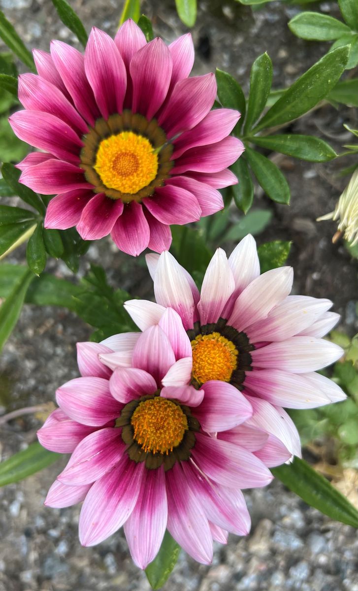 Gazania rigens New Day Pink Shades -Frø- Påfuglblomst