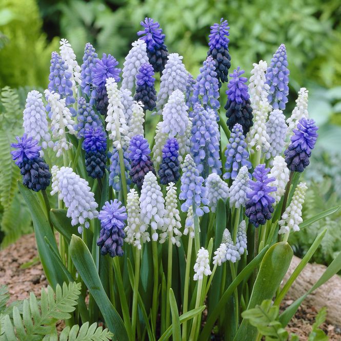 Hovedbilde Muscari Mix.  Perleblomst - 30 løk 