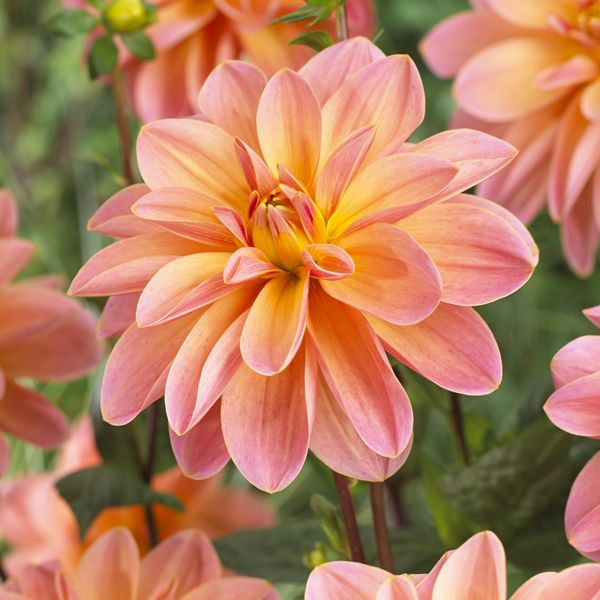 Hovedbilde Dahlia Mister Frans - 1 knoll