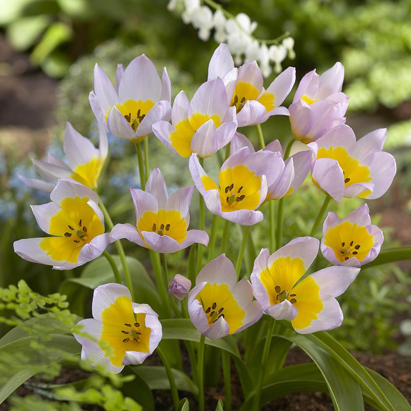 Tulipan Saxatilis - 10 løk