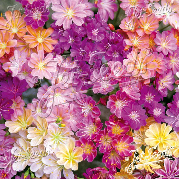 Hovedbilde Lewisia cotyledon - Frø -  Rainbow