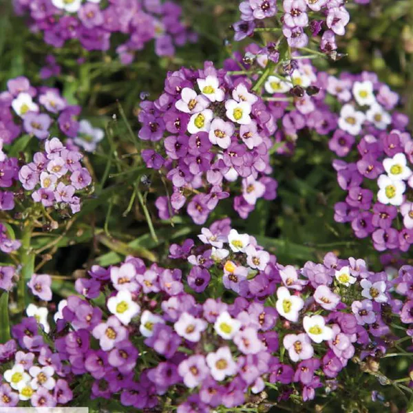 Hovedbilde Alyssum Royal Carpet. Dodre -Frø-