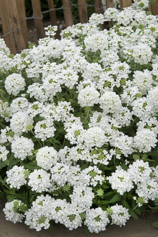 Verbena hybrida Scentsation White - Frø -