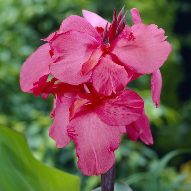 Hovedbilde Canna Empire - 1 knoll