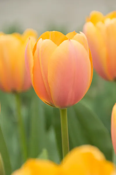 Hovedbilde Tulipan Blushing Impression  5 løk